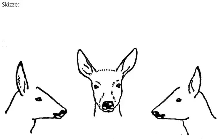 PUMA Rehbock-Gehörn-Skizzenblock