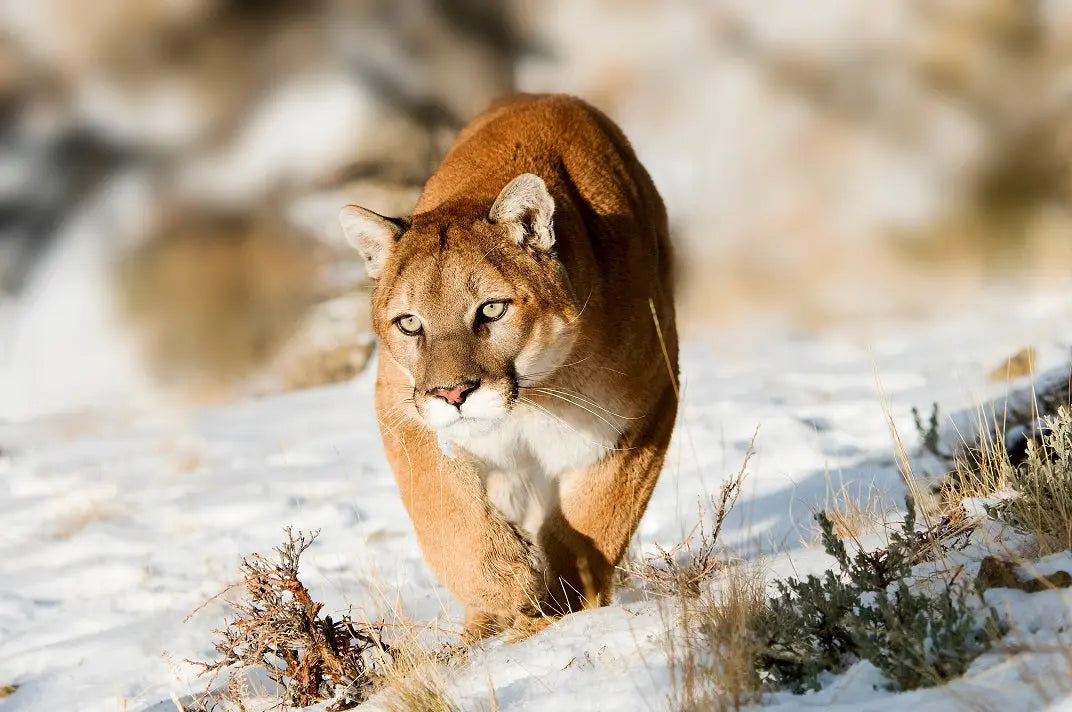 Die PUMA Marken Übersicht - PUMA GmbH IP Solingen