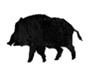 Wildboar Motiv